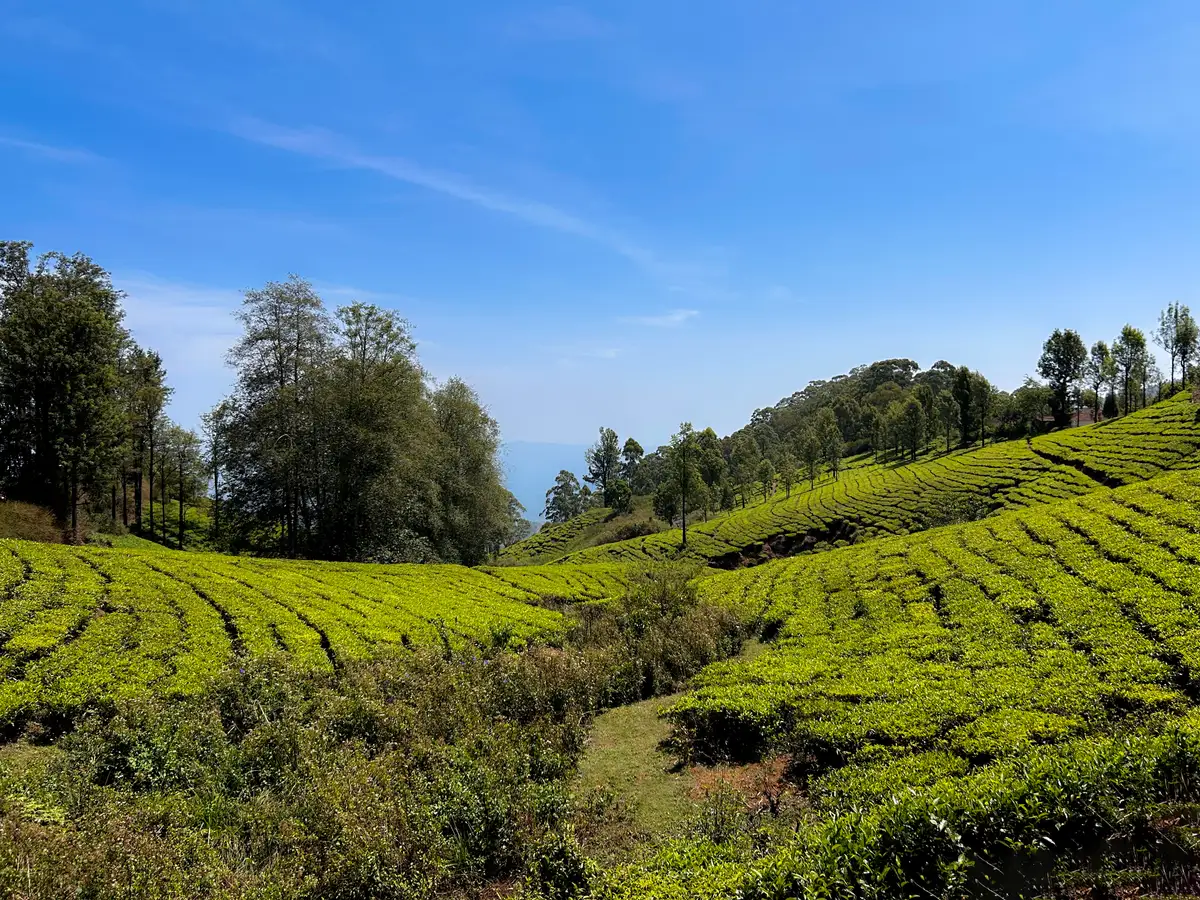 Tea Plantation Ooty