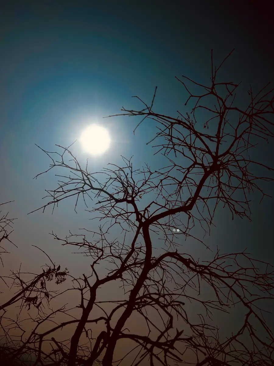 Wild Frames of Ananthagiri Forest